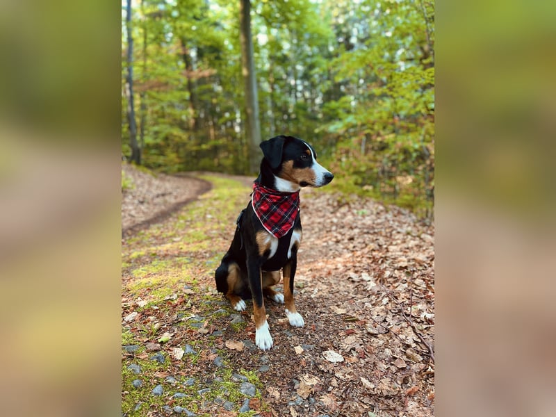 Deckrüde Appenzeller Sennehund