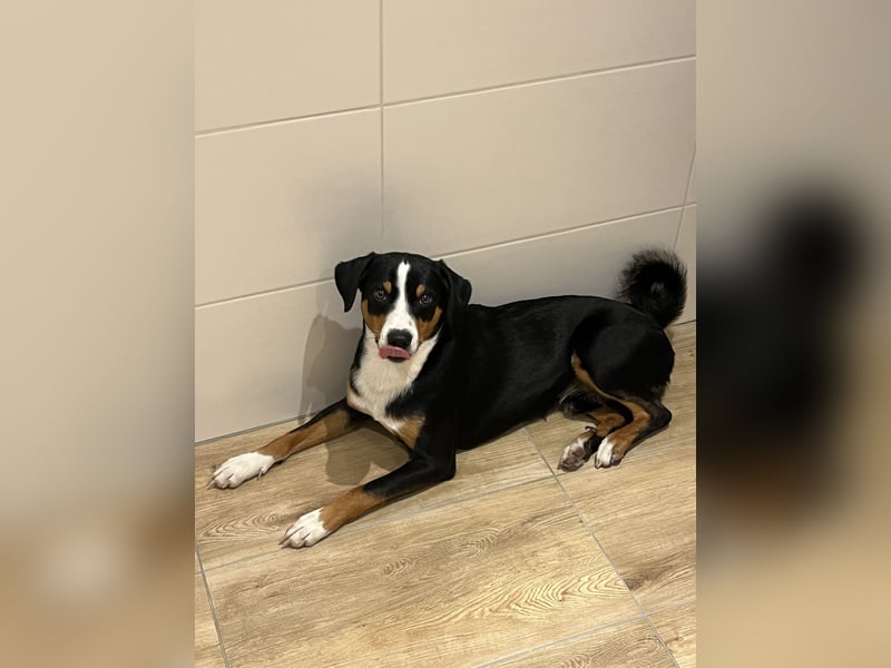 Deckrüde Appenzeller Sennehund