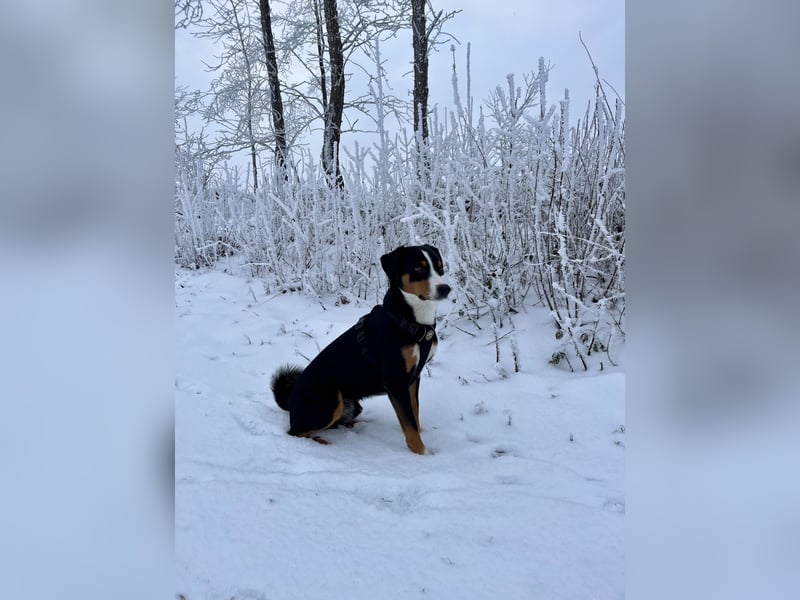 Deckrüde Appenzeller Sennehund