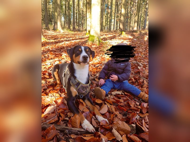 Deckrüde Appenzeller Sennehund