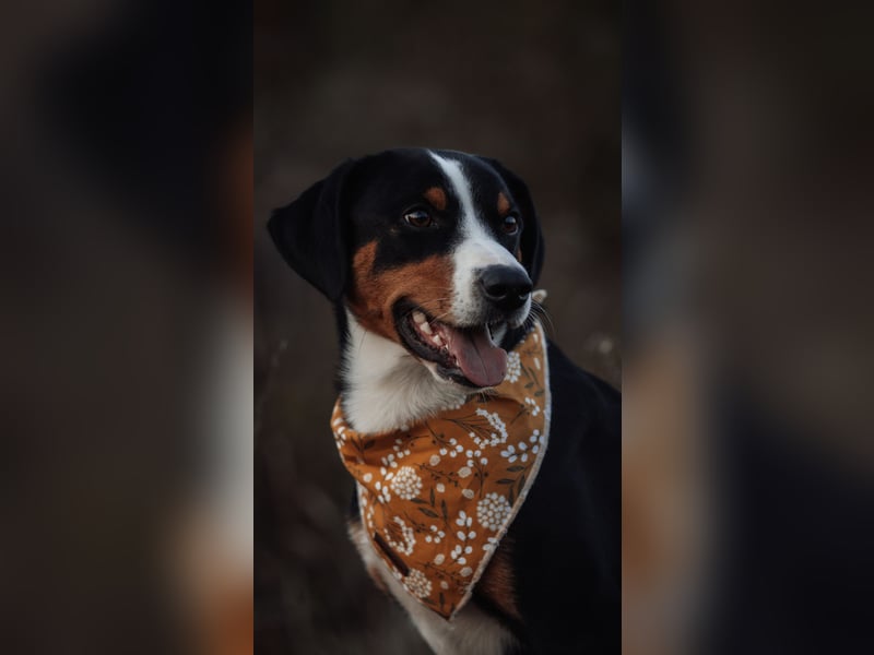 Deckrüde Appenzeller Sennehund