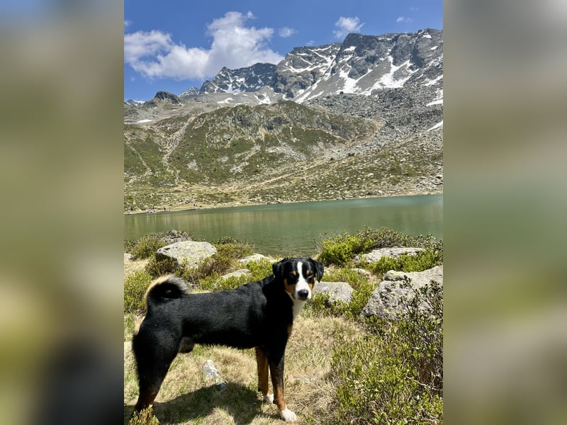 Appenzeller Sennenhund Deckrüde