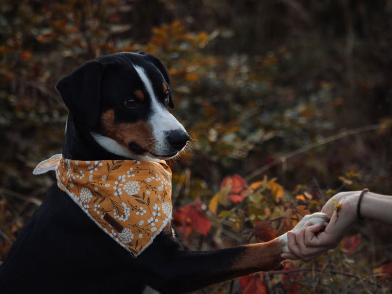 Deckrüde Appenzeller Sennehund