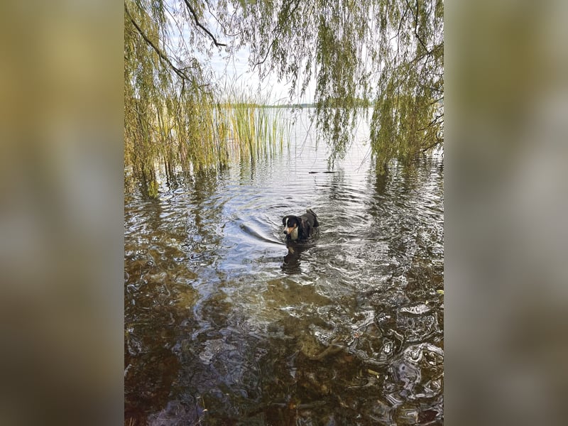 Deckrüde Appenzeller Sennehund