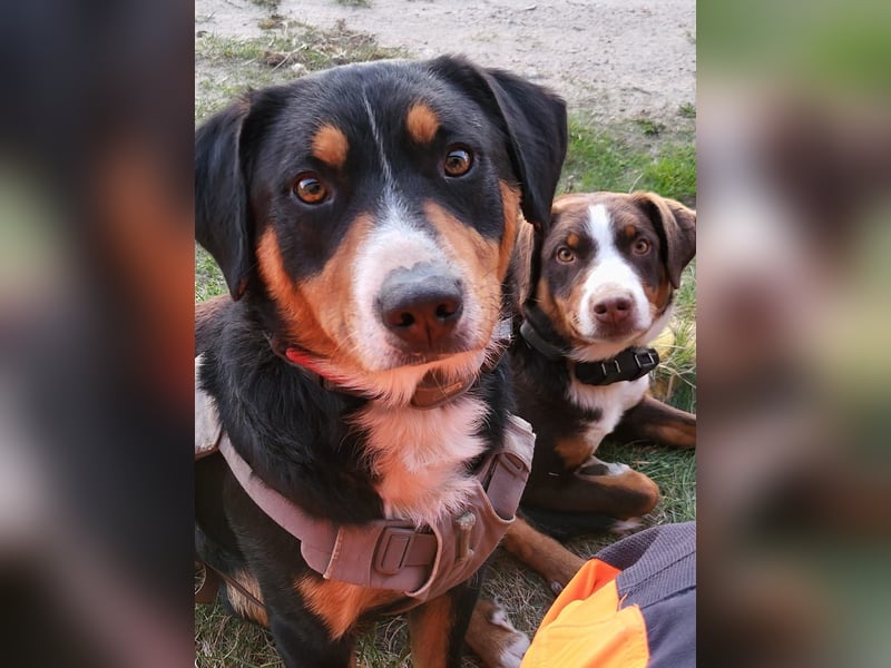 Appenzeller Sennenhunde, Welpen, Tri-Color Schwarz und Havanna Braun, Rüden + Hündin, ab Ende Mai