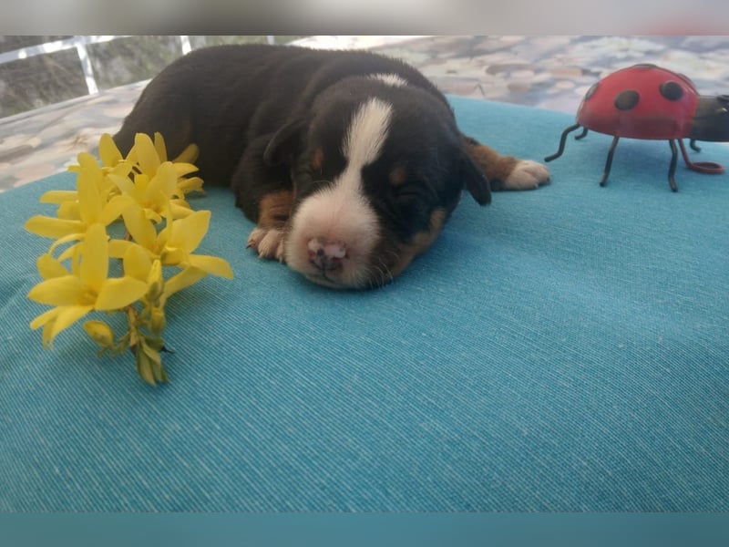 Appenzeller Sennenhunde, Welpen, Tri-Color Schwarz und Havanna Braun, Rüden + Hündin, ab Ende Mai