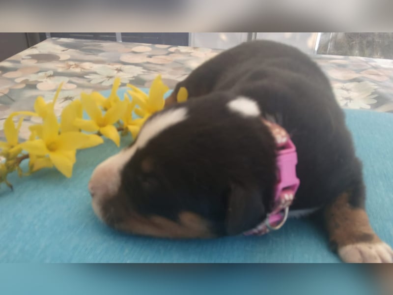 Appenzeller Sennenhunde, Welpen, Tri-Color Schwarz und Havanna Braun, Rüden + Hündin, ab Ende Mai