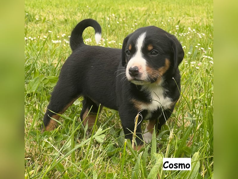 Appenzeller Sennenhund Welpen