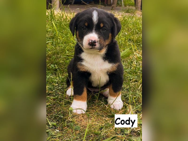 Appenzeller Sennenhund Welpen