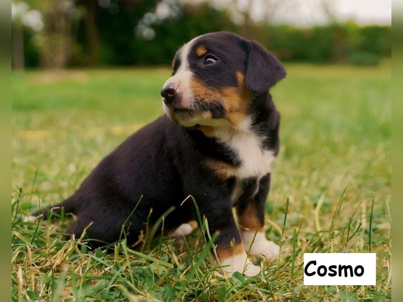 Appenzeller Sennenhund Welpen