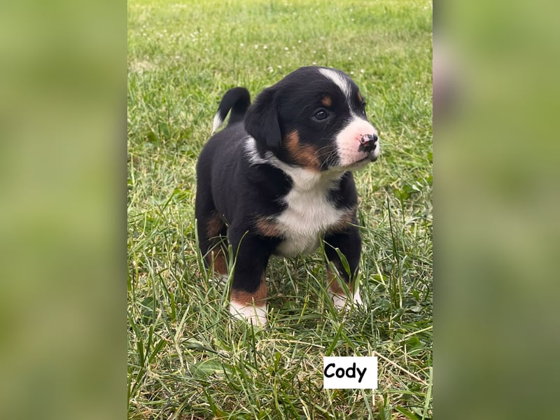 Appenzeller Sennenhund Welpen