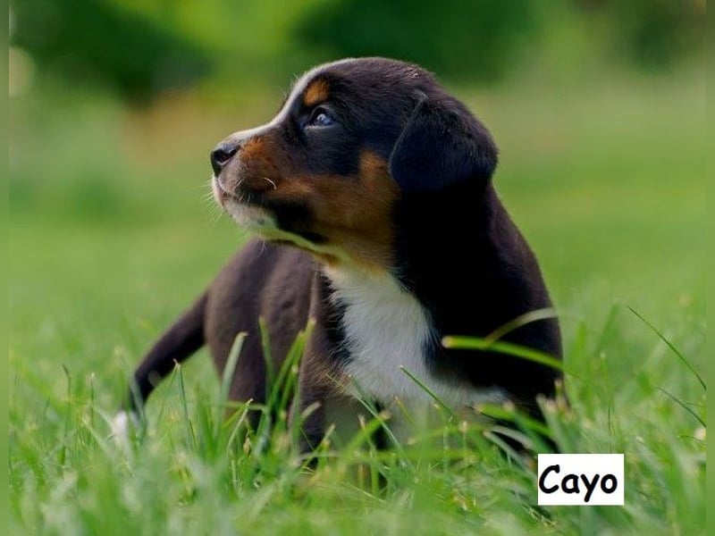Appenzeller Sennenhund Welpen