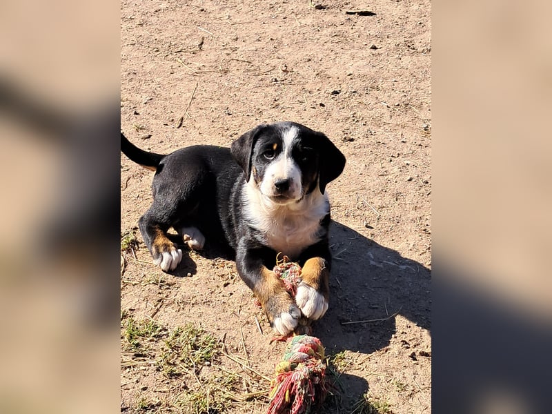 Appenzeller Sennenhund Welpen