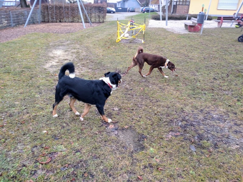 Appenzeller Sennenhund Welpen