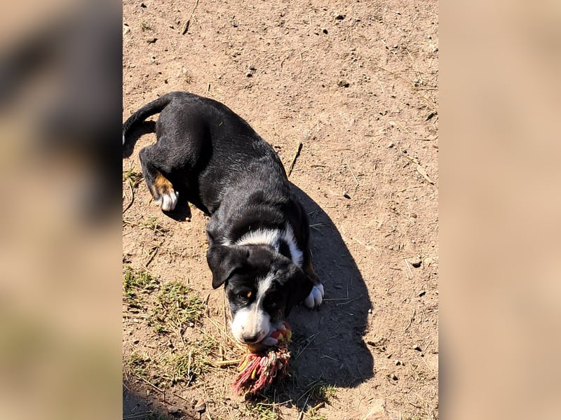 Appenzeller Sennenhund Welpen