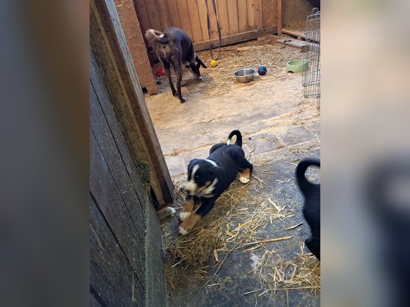 Appenzeller Sennenhund Welpen