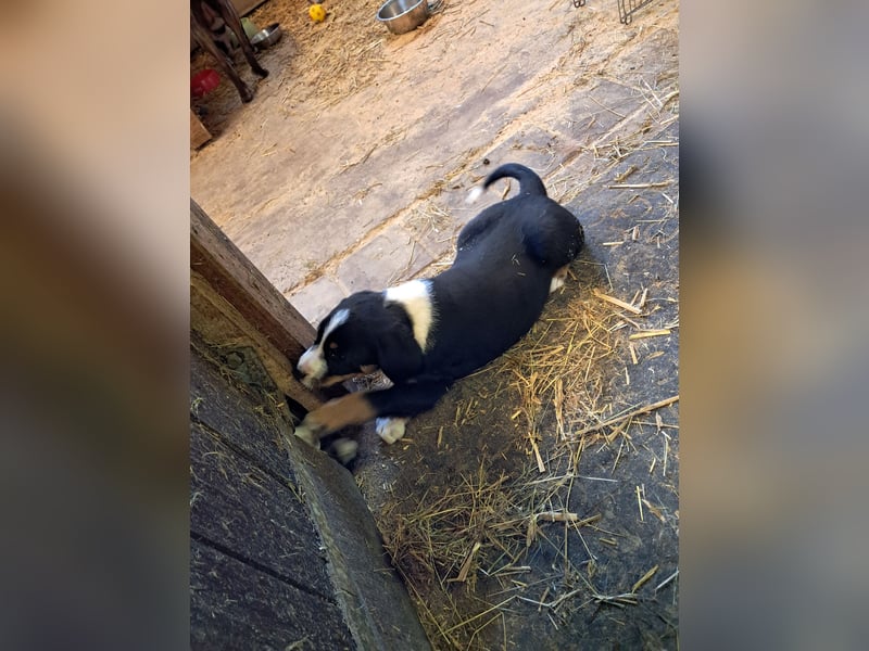 Appenzeller Sennenhund Welpen