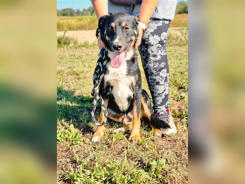 Teneo wartet seit über 2 Jahren in Tierheim