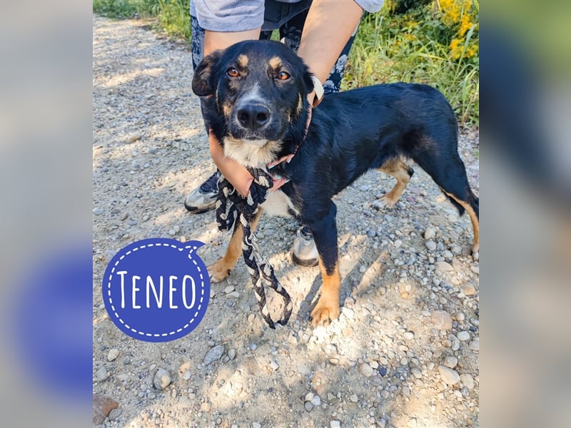 Teneo wartet seit über 2 Jahren in Tierheim