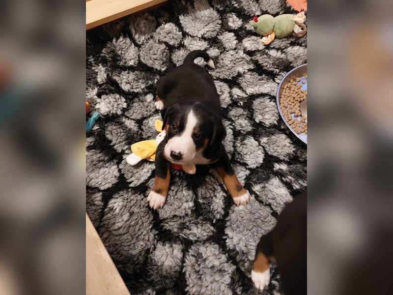Reinrassige Appenzeller Sennenhund Welpen mit Papieren