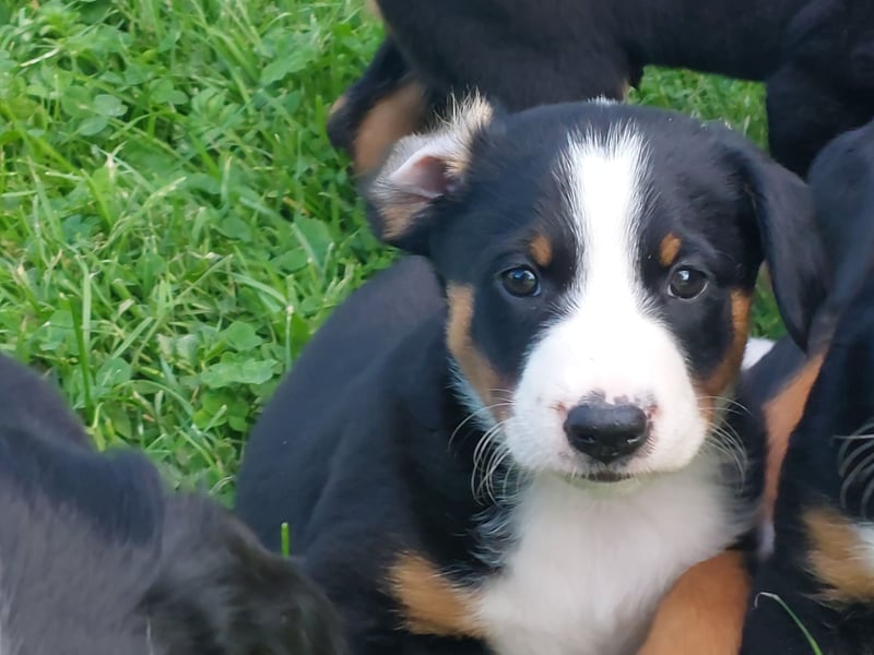 Reinrassige Appenzeller Sennenhund Welpen mit Papieren