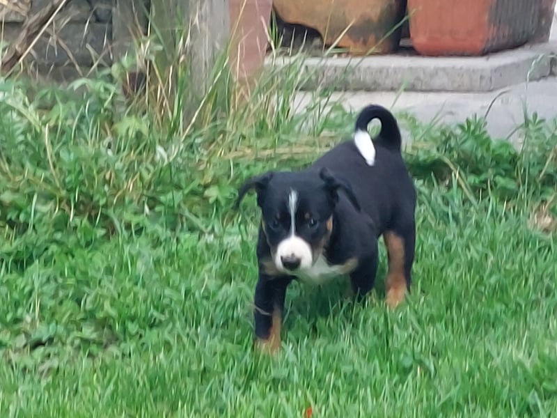 Reinrassige Appenzeller Sennenhund Welpen mit Papieren