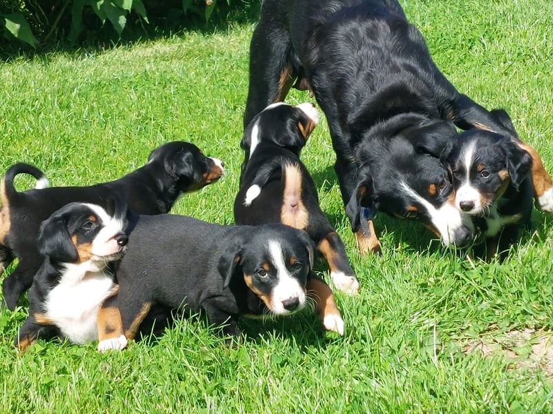Reinrassige Appenzeller Sennenhund Welpen mit Papieren