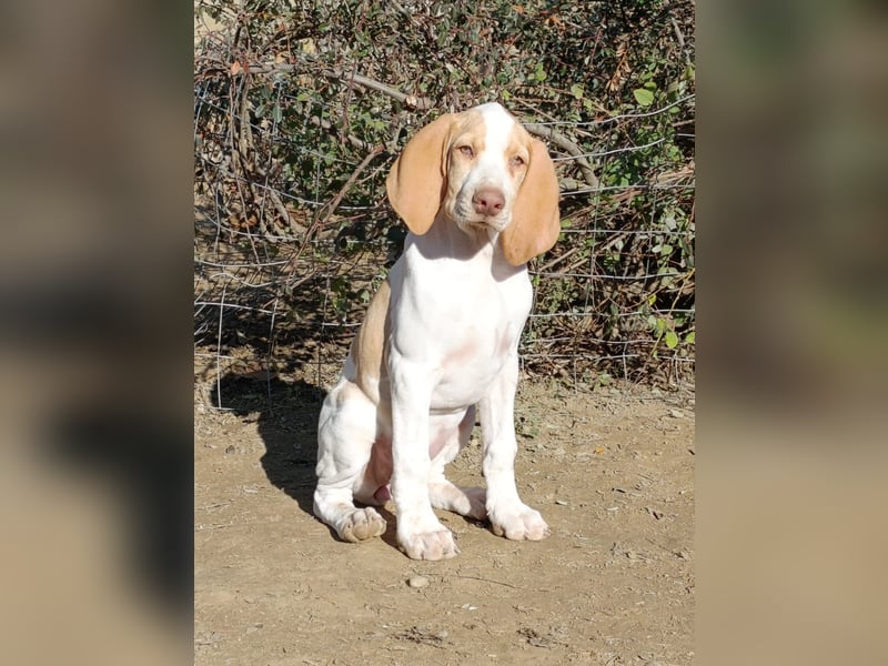 Braque de l'Ariége (Ariége Vorstehhund) Hündin