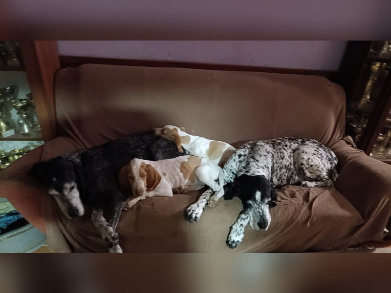 Braque de l'Ariége (Ariége Vorstehhund) Hündin