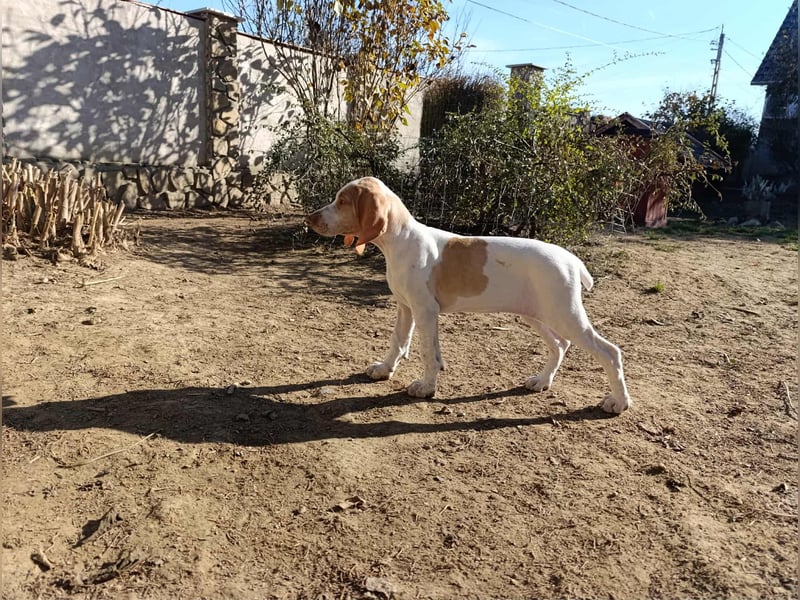 Braque de l'Ariége (Ariége Vorstehhund) Hündin