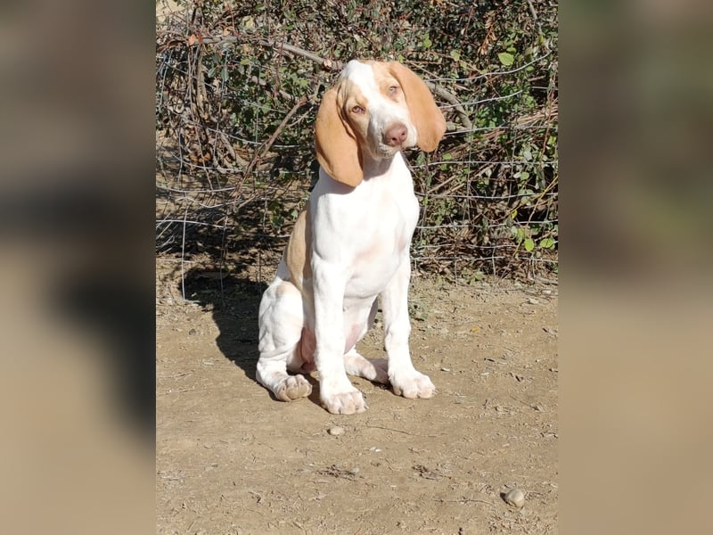 Braque de l'Ariége (Ariége Vorstehhund) Hündin