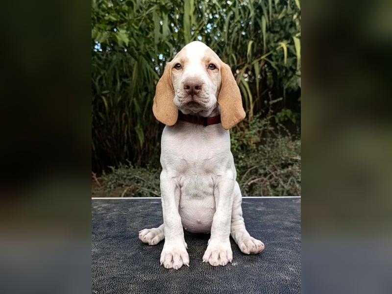 Braque de l'Ariége (Ariége Vorstehhund) Hündin