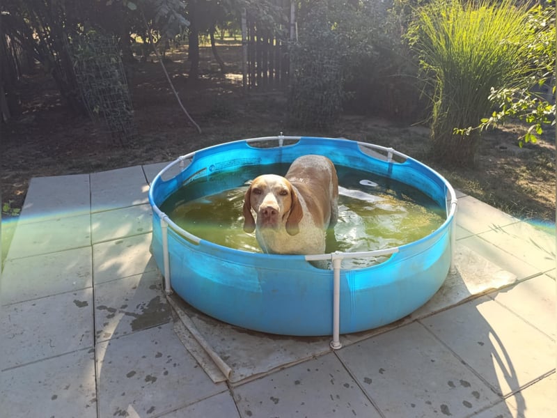 Braque de l'Ariége (Ariége-Vorstehhund) Rüde, Jérome