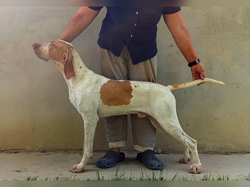 Braque de l'Ariége (Ariége-Vorstehhund) Rüde, Jérome