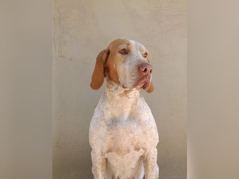 Braque de l'Ariége (Ariége-Vorstehhund) Rüde, Jérome