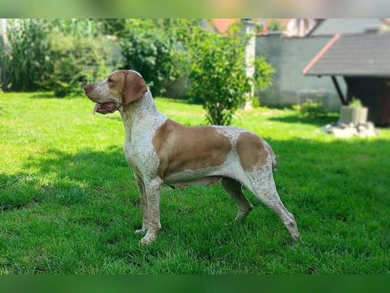 Braque de l'Ariége (Ariége-Vorstehhund) Rüde, Jérome
