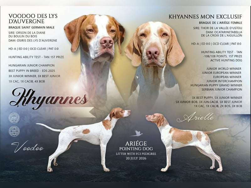Braque de l'Ariége (Ariége Vorstehhund) Welpe