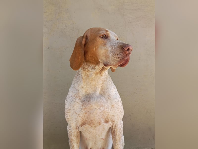 Braque de l'Ariége (Ariége-Vorstehhund) Rüde, Jérome