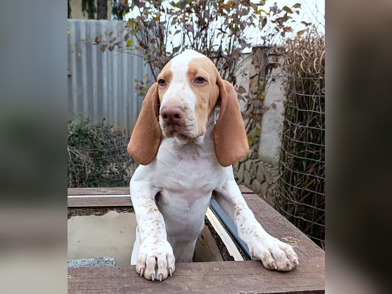 Braque de l'Ariége (Ariége-Vorstehhund) Rüde, Jérome