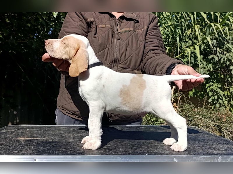 Braque de l'Ariége (Ariége-Vorstehhund) Rüde, Jérome