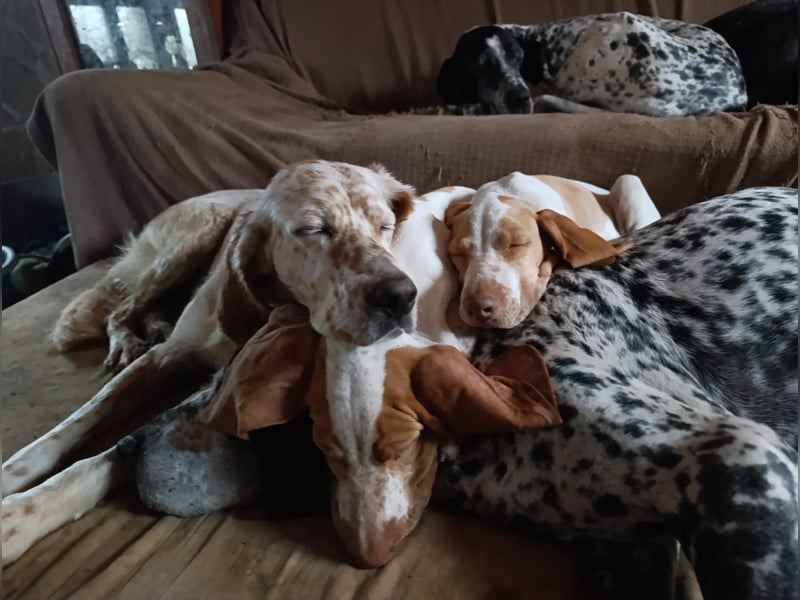 Braque de l'Ariége (Ariége Vorstehhund) Hündin