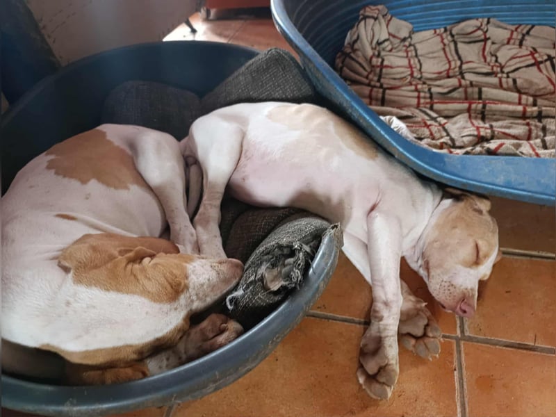 Braque de l'Ariége (Ariége Vorstehhund) Hündin