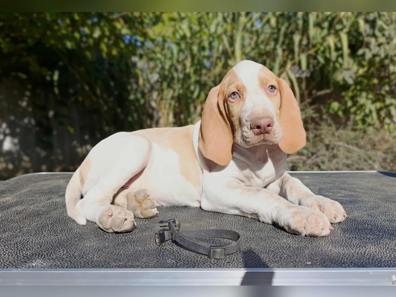 Braque de l'Ariége (Ariége-Vorstehhund) Rüde, Jérome