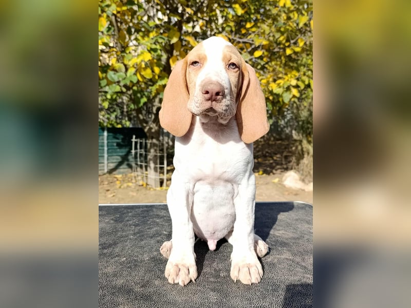 Braque de l'Ariége (Ariége-Vorstehhund) Rüde, Jérome