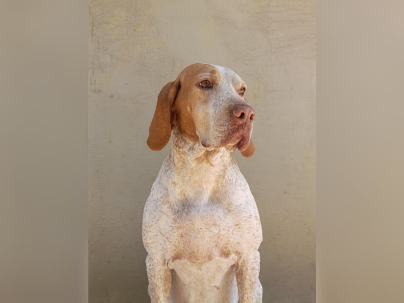 Braque de l'Ariége (Ariége Vorstehhund) Hündin