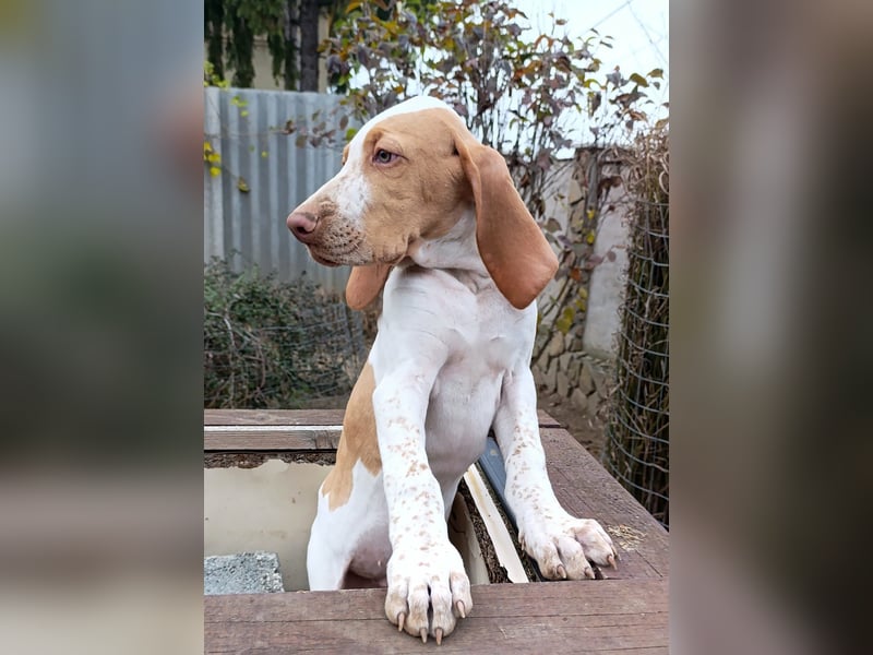 Braque de l'Ariége (Ariége-Vorstehhund) Rüde, Jérome