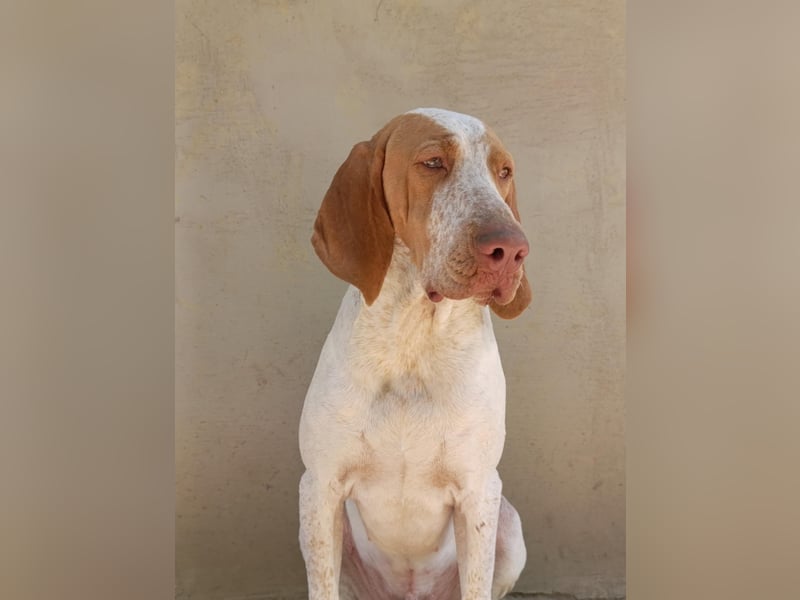 Braque de l'Ariége (Ariége Vorstehhund) Hündin