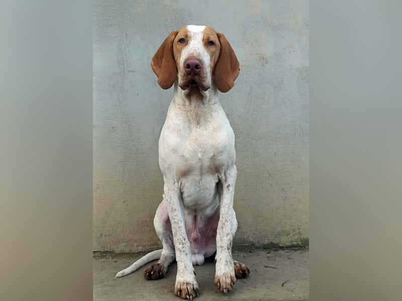 Braque de l'Ariége (Ariége-Vorstehhund) Rüde, Jérome