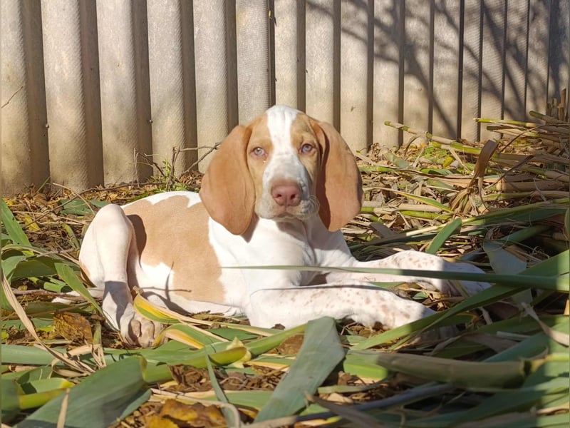 Braque de l'Ariége (Ariége-Vorstehhund) Rüde, Jérome