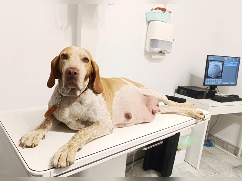 Braque de l'Ariége (Ariége-Vorstehhund) Rüde, Jérome